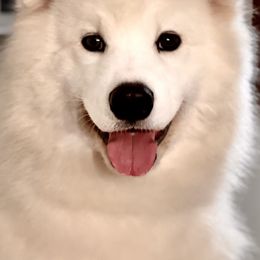 Samoyeds from Easter’s Dogwood Acres