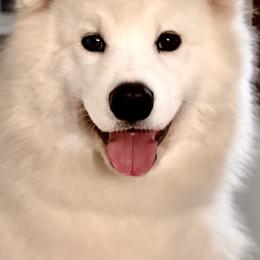 Samoyeds from Easter’s Dogwood Acres