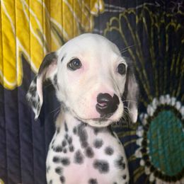 Sparky - White and black male Dalmatian puppy in Travelers Rest, South Carolina from Cotton Top