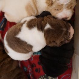 Chinese Shar-Pei Puppies from HapPei House of Wrinkles