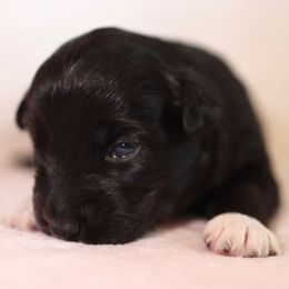 Miniature Australian Shepherd Puppies from Garay Mini Aussies
