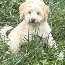 Alabaster - Cream male Labradoodle puppy in Somerset, California from Annie’s Animals