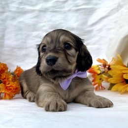 Feta - Cream female Dachshund puppy in Lathrop, Michigan from Hidden Haven Dachshunds