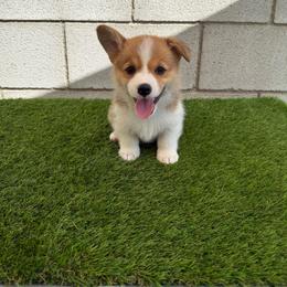 Starla - White and red female Pembroke Welsh Corgi puppy in Riverside, California from Chases Dream Kennel