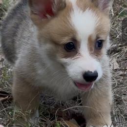 AKC Grey - Red male Pembroke Welsh Corgi puppy in Summerfield, Florida from Promise Land Farm