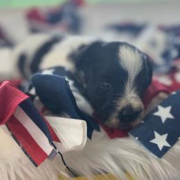 Ariel - Orange Girl - Parti female Miniature Schnauzer puppy in Oneonta, Alabama from Murphree Valley Kennels