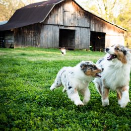 Australian Shepherd Puppies from Haint Blue Aussies