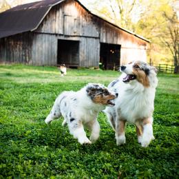 Australian Shepherd Puppies from Haint Blue Aussies