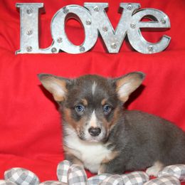 Pembroke Welsh Corgi Puppies from Wild West Corgis of Texas
