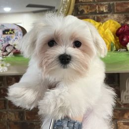 Blue Boy - Maltese puppy from Blossoming Gem’s Maltese