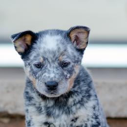 Perry - Blue mottled male Australian Cattle Dog puppy in Fairview, Oklahoma from Flying D Kennels