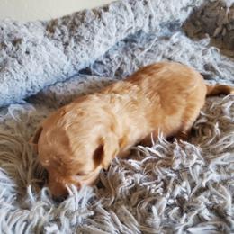 Aussiedoodle Puppies from Down Under Doodles