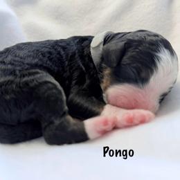 Pongo - Tri-color male Bernedoodle puppy in Pottstown, Pennsylvania from Willow-Be Doodles