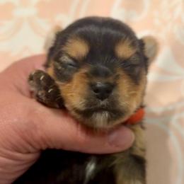 Edward - Black and tan male Yorkshire Terrier puppy in Tangipahoa County, Louisiana from Riche’ Louisiana Yorkies