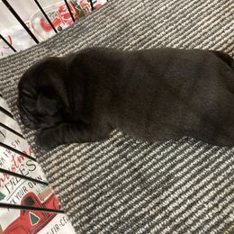 Girl 2 - Black female Pug puppy in Barry, Illinois from Tina’s Pugs