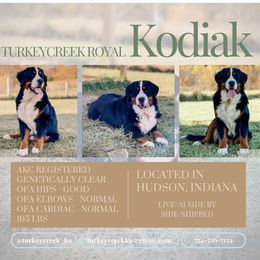 Kodiak - Bernese Mountain Dog