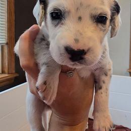 Dove - White and black female Dalmatian puppy in Janesville, Wisconsin from Legacy Dalmatians