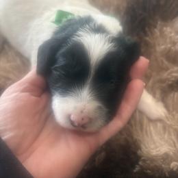 Greg - Black and white male Sheepadoodle puppy in Leeton, Missouri from Jane Farrell