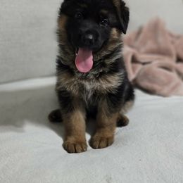 Girl 2 - Black and red female German Shepherd puppy in Louisville, Kentucky from Haus of Beautiful Chaos German Shepherds