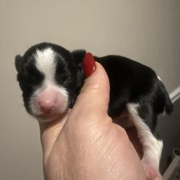 Maple - Parti female Yorkshire Terrier puppy in Florence, Kentucky from 4paws4ever by Design