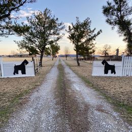 Black Rain - Black female Miniature Schnauzer puppy in Comanche, Texas from Circle R