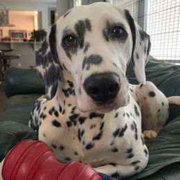 Claire - Dalmatian