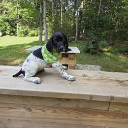 German Shorthaired Pointer Puppies from Bee Stepien