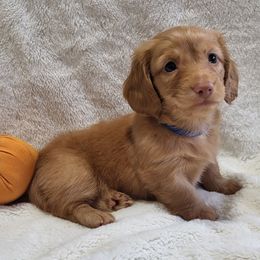 BLUE AKC - Red male Dachshund puppy in Mesa, Arizona from Diamondback Doxie