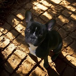 Hazzah - French Bulldog