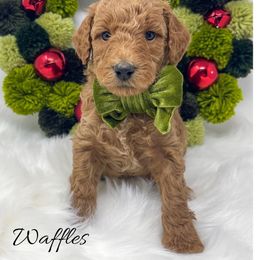 Waffles - Red  male Goldendoodle puppy in State Road, North Carolina from Must Love Doodles