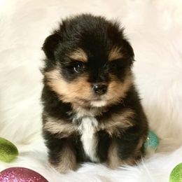 Pomeranians from Blue Cottage Pomeranians