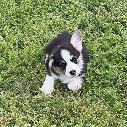 Golden Retriever and Pembroke Welsh Corgi Puppies from Silver Myst Acres