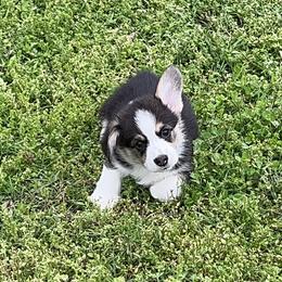 Golden Retriever and Pembroke Welsh Corgi Puppies from Silver Myst Acres