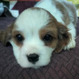Luke Skywalker - Blenheim male Cavalier King Charles Spaniel puppy in Franklin, North Carolina from Cavaliers of the County Macon