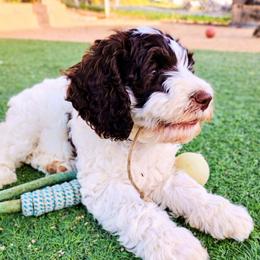 Lucy - Chocolate female Australian Labradoodle puppy in Atascadero, California from Classic Poodles and Doodles