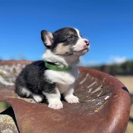 Pembroke Welsh Corgi Puppies from Top-Notch Paws