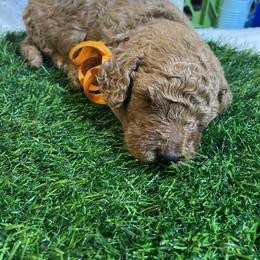 Goldendoodle Puppies from BlueCopper Doodles