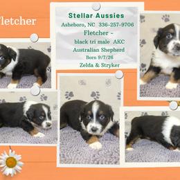 Fletcher - Black tri-color male Australian Shepherd puppy in Asheboro, North Carolina from Stellar Aussies