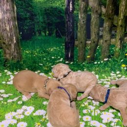 Goldendoodle Puppies from Bear Ridge Doodles