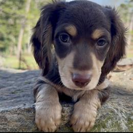 Chco - Chocolate male Dachshund puppy in Winder, Georgia from Empire Yorkies