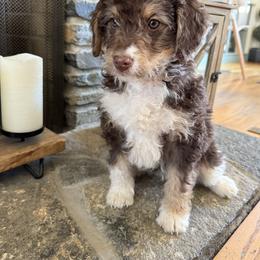 Miso - Brown and white female Bernedoodle puppy in Canterbury, Connecticut from Katelyn Aubin
