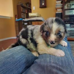 Sneezy - Blue merle male Australian Shepherd puppy in Rossville, Tennessee from GoodSprings Aussies