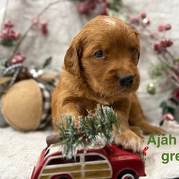 Taylor Paul - Dark golden female Golden Retriever puppy in Salt Lake City, Utah from Soaring golden retrievers