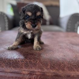 Maggie - Merle female Cavapoo puppy in Strasburg, Pennsylvania from Still Water Puppies