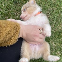 Australian Shepherd Puppies from Quiet Cove Kennels