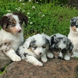 Toy Australian Shepherds and Yorkshire Terriers from Hickory Ridge Family Toy Aussies