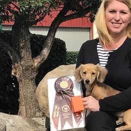 Dachshunds and Miniature American Shepherds from Long Dog Inc.