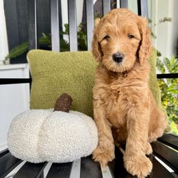 Goldendoodle Puppies from Rezapour Doodle Estate