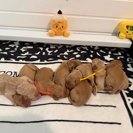 Back to school themed litter - Golden male Golden Retriever puppy in Belton, South Carolina from McAbee’s Golden Retrievers