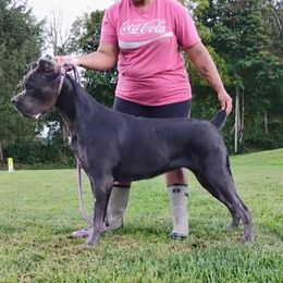 Medusa - Cane Corso